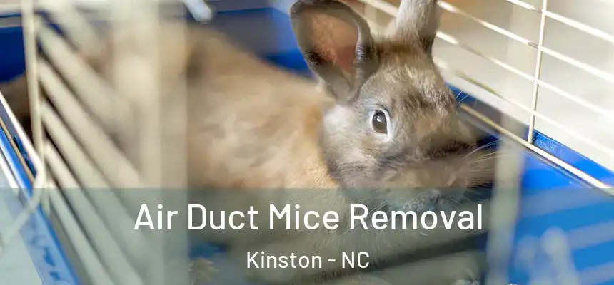  Air Duct Mice Removal Kinston - NC